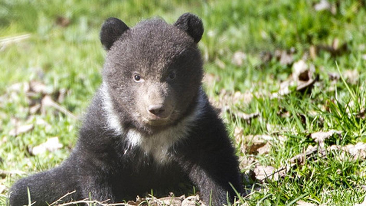 orso 4,ky.JPG