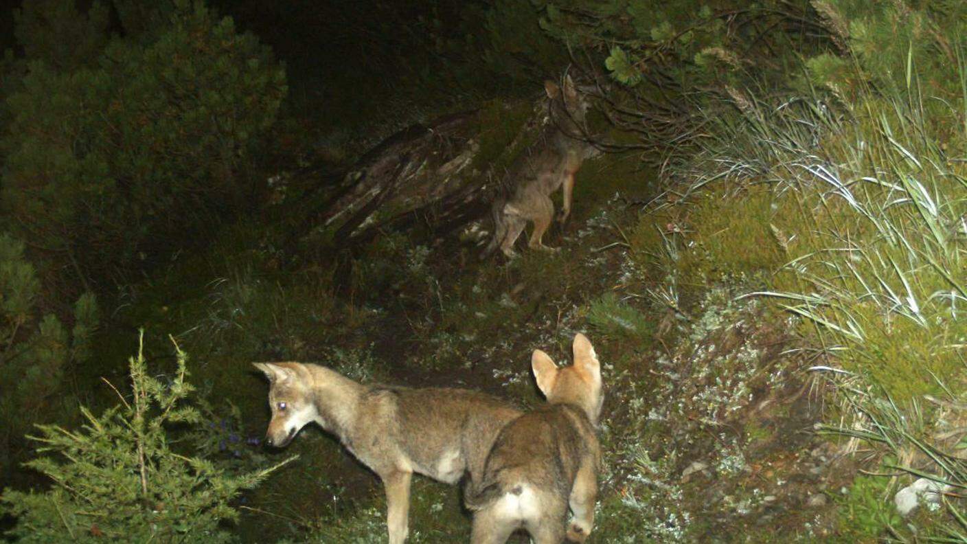 La popolazione dei lupi nel territorio nazionale appare in sensibile crescita