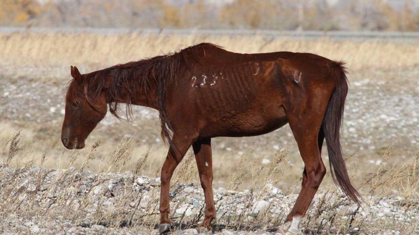 cavalli maltrattati 3 protezione animali zurigo.jpg