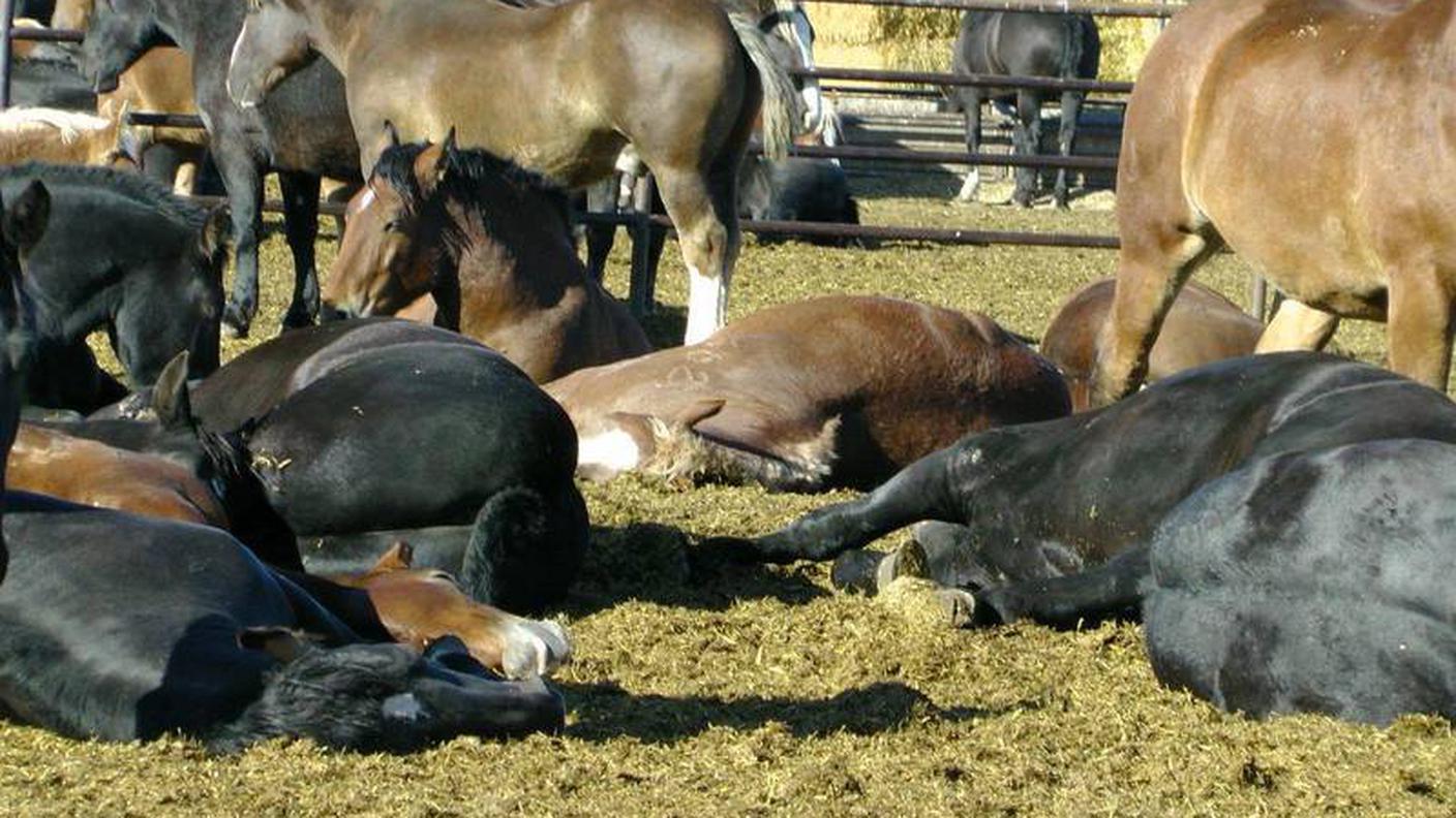 cavalli allevati bouvry protezione animali zurigo.jpg