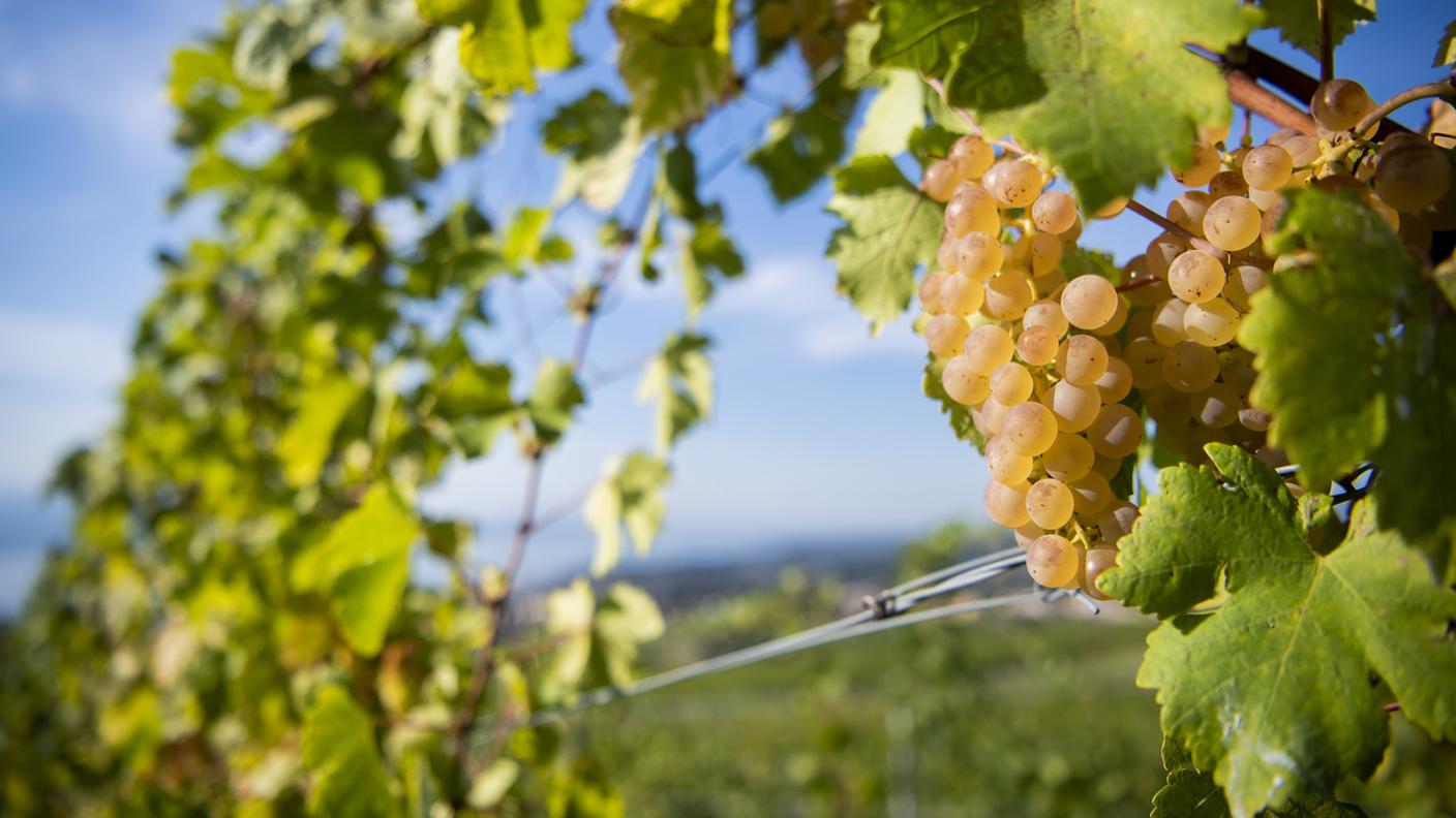 Lo Chasselas già maturo al 20 luglio