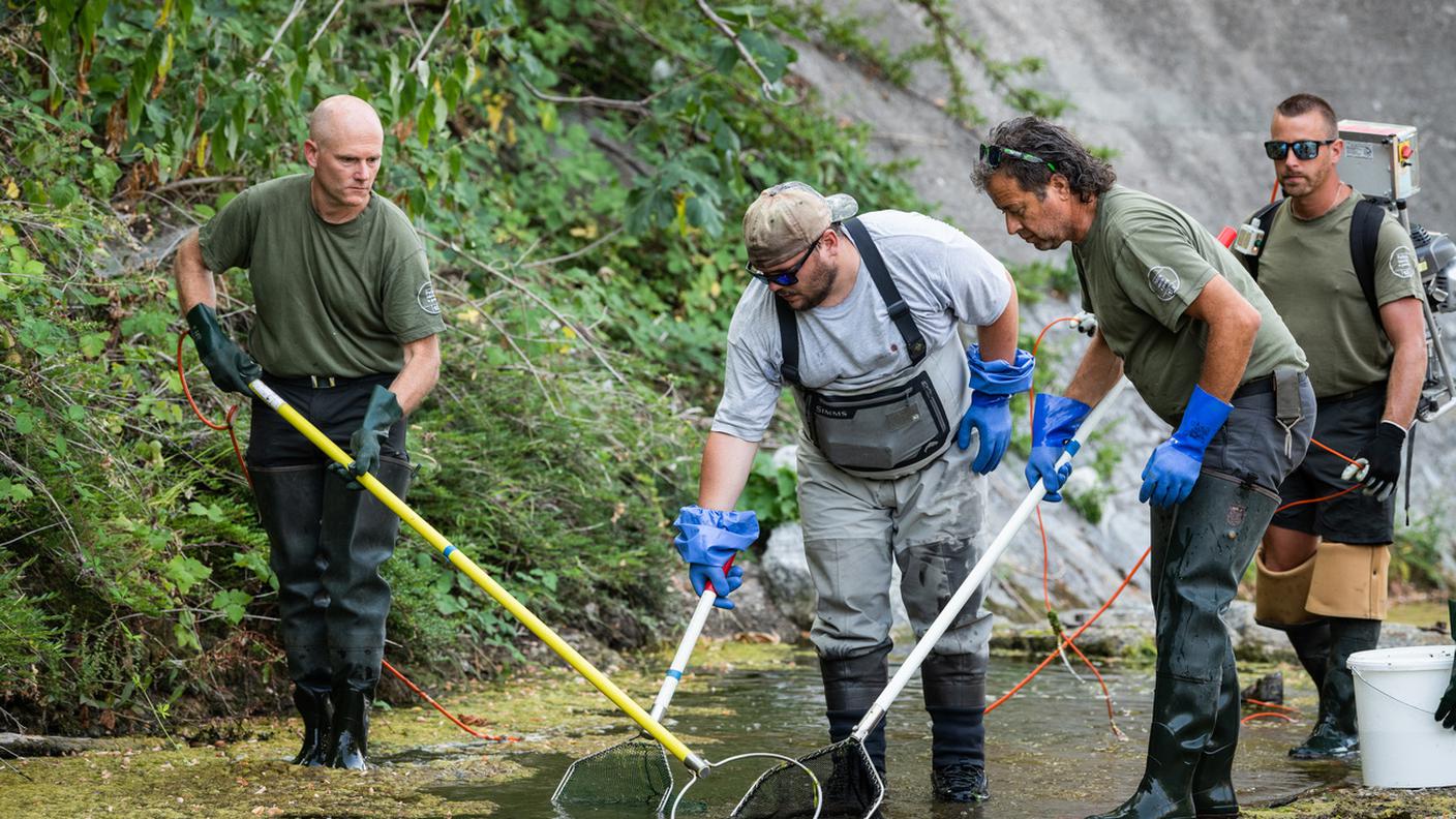 Il problema era già d'attualità in Ticino a metà luglio: in immagine un intervento sul fiume Breggia