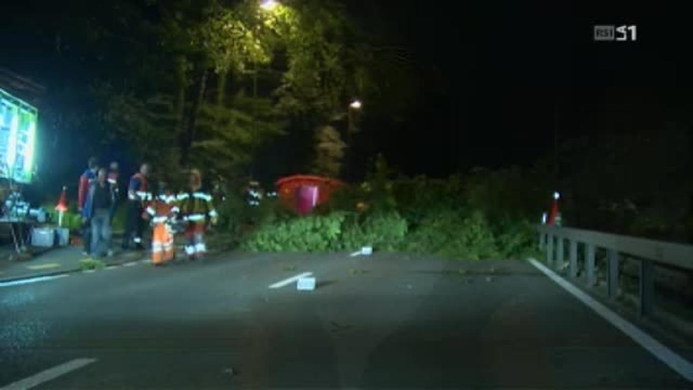 L'albero è caduto a causa del vento