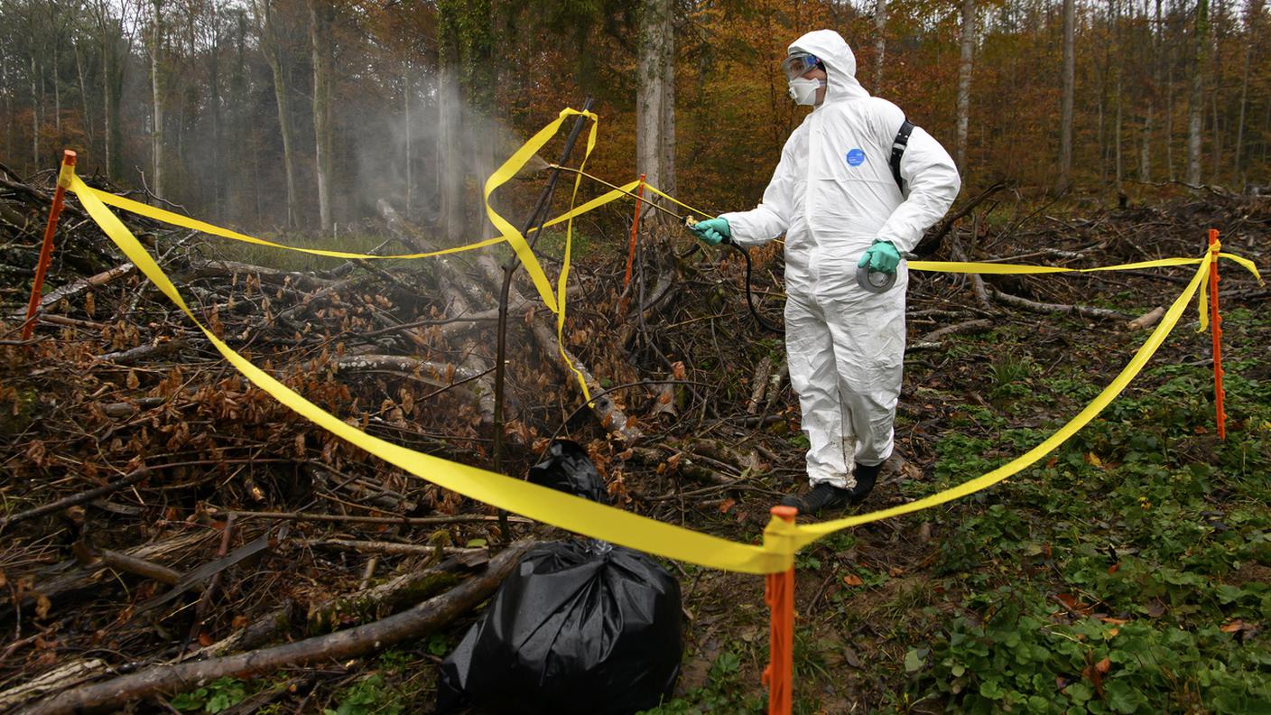 Un'esercitazione, effettuata nel 2021 nella foresta del Galm (FR), per il contenimento della peste suina