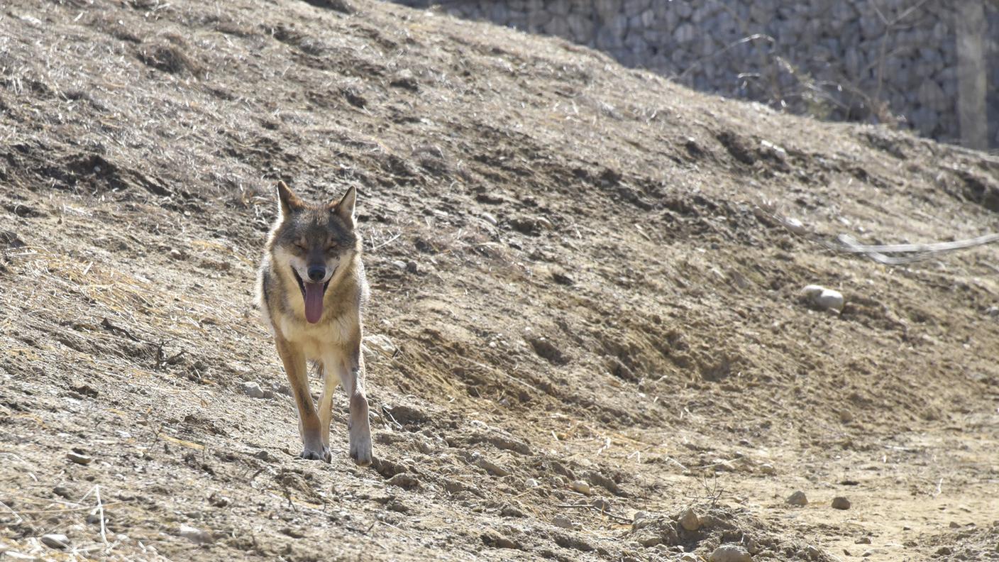 In dieci anni si è passati da uno a 17 branchi, un'evoluzione giudicata irreversibile dagli esperti