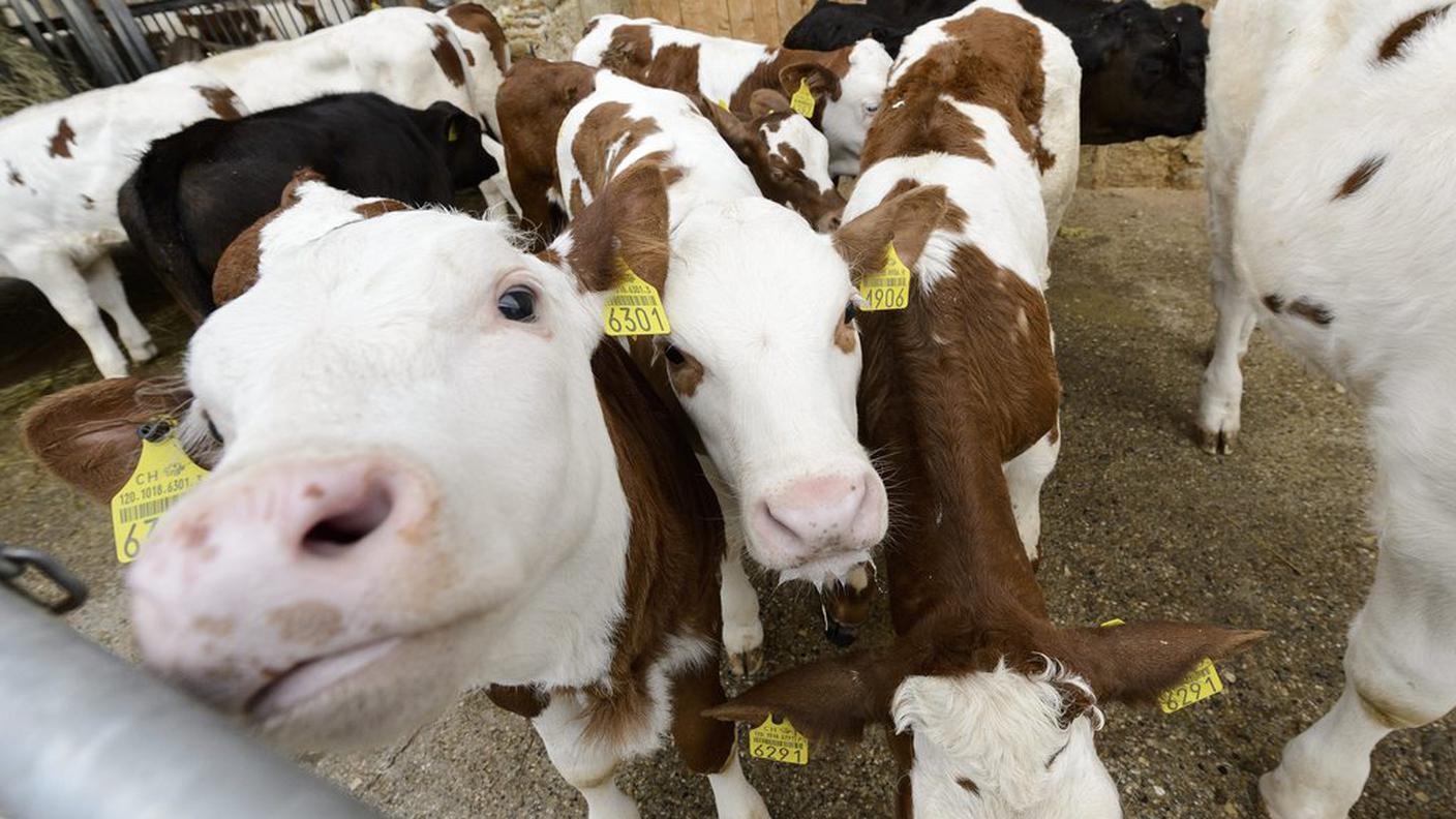 La salute degli animali da reddito va collocata al centro del sostegno federale all'agricoltura, sostiene la PSA
