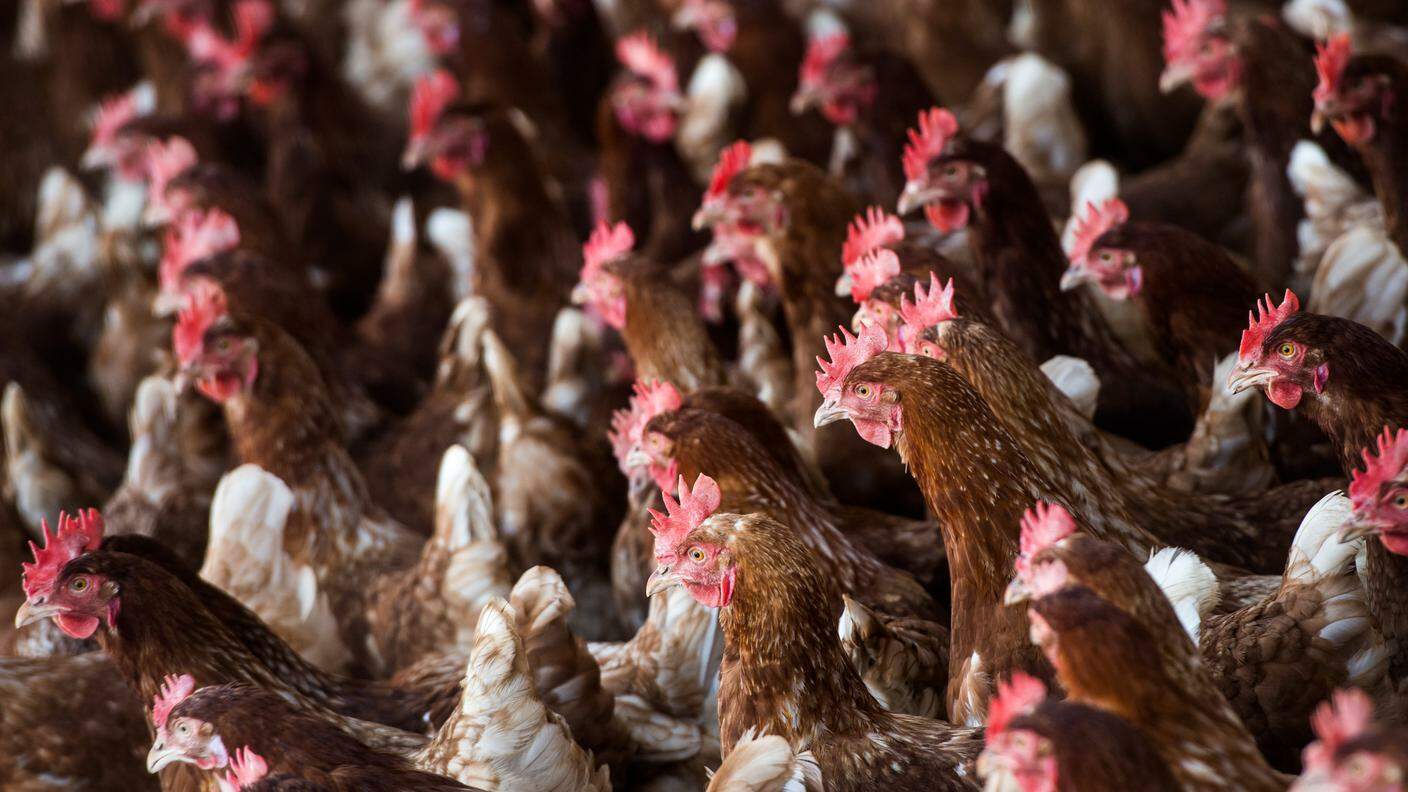 Foto d'archivio di un allevamento di galline