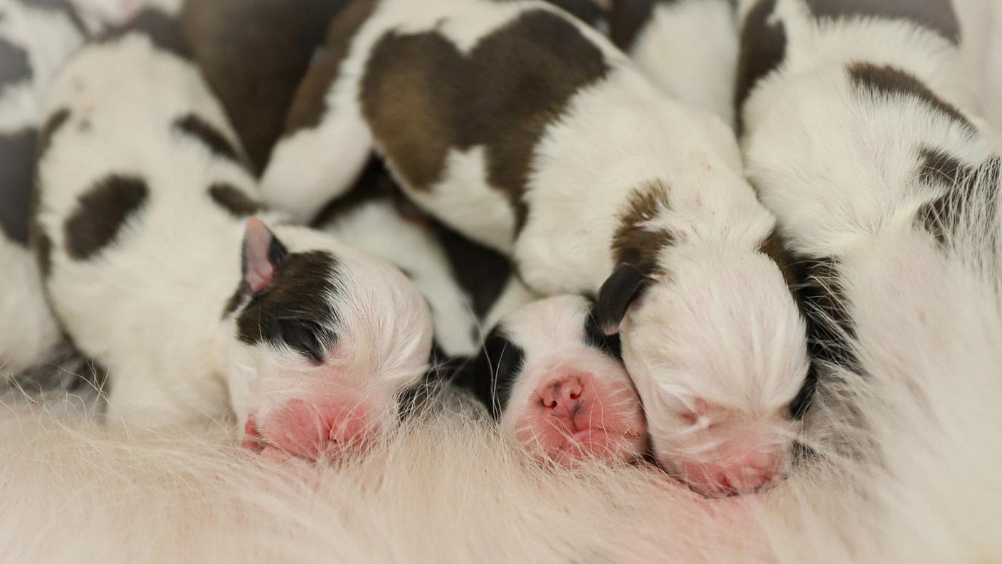 I piccoli di San Bernardo