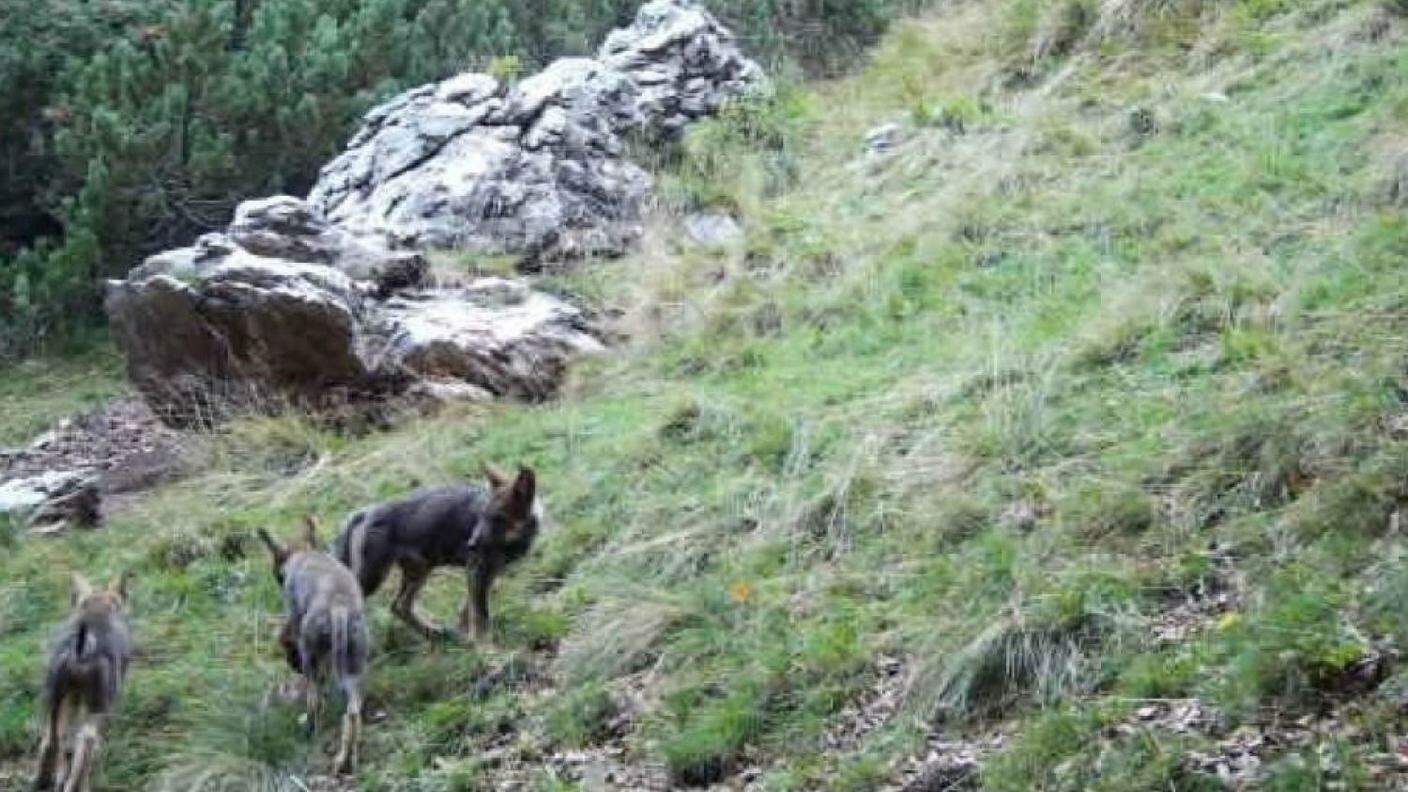 I tre cuccioli fotografati in Val Colla la scorsa estate erano in compagnia di due adulti