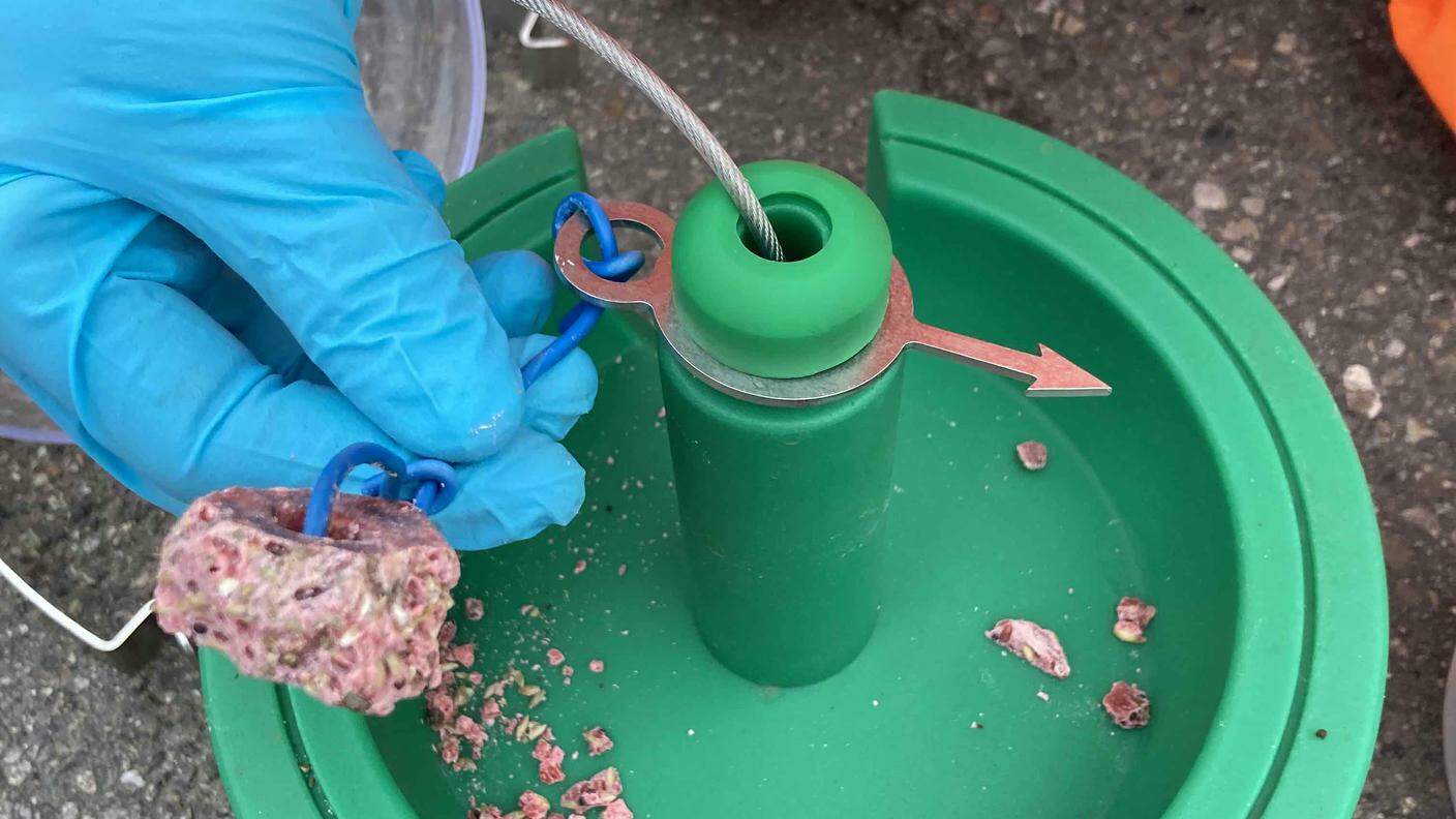 Derattizzazione nelle fogne: all'interno di queste sfere viene collocata una sostanza chimica, che provoca nei ratti emorragie con esiti mortali