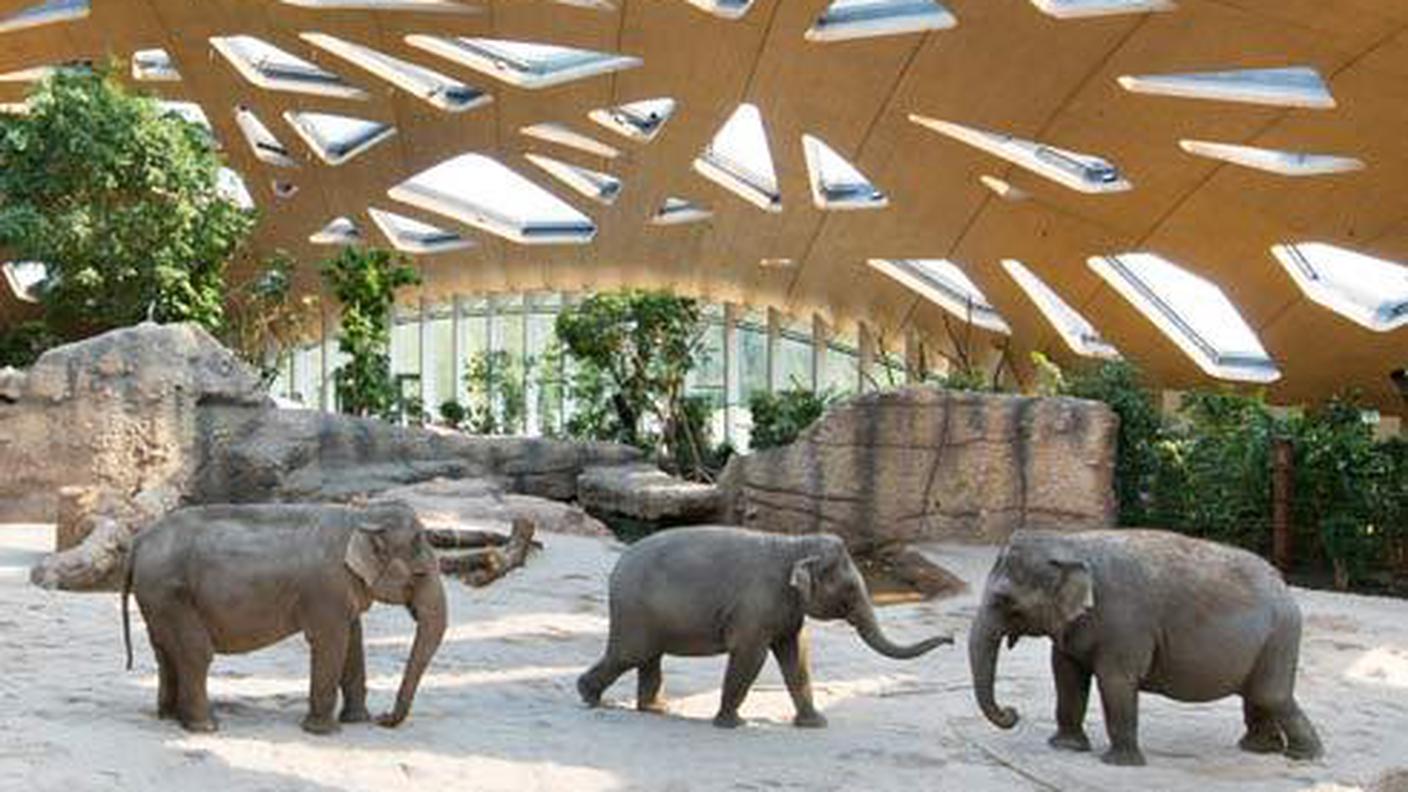 Gli elefanti nella loro nuova struttura dello zoo di Zurigo