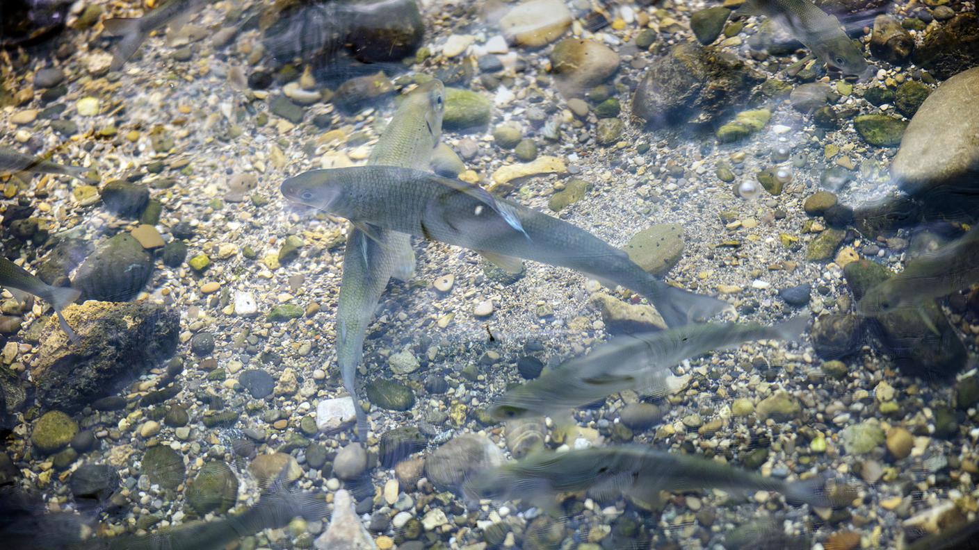 PescisvizzerinelReno.jpg