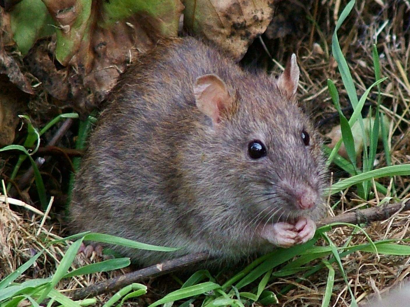 Il "Rattus norvegicus" è la specie più diffusa nei meandri dell'impianto fognario della città