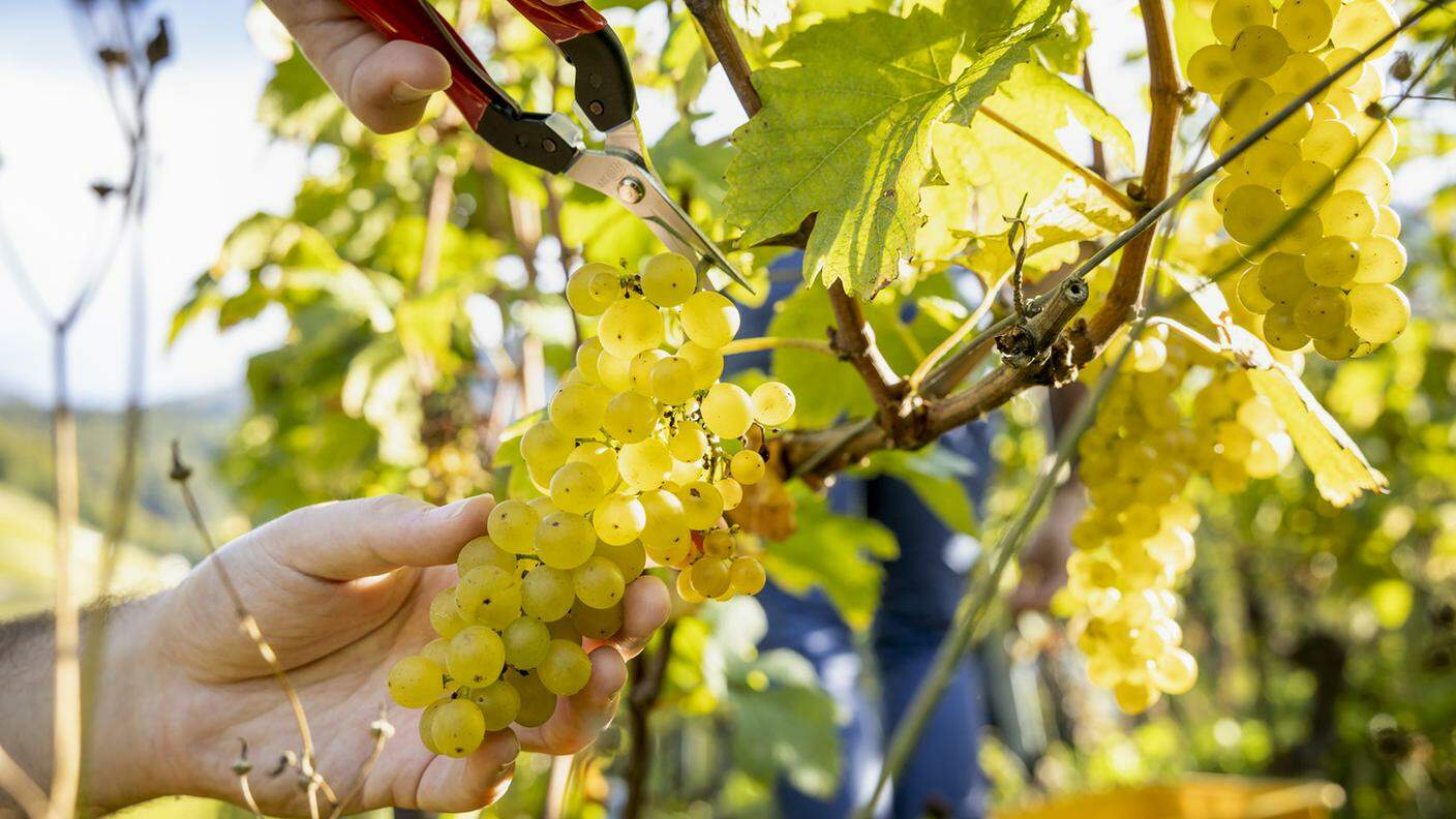 Da Berna segnali positivi per la promozione dei vini svizzeri