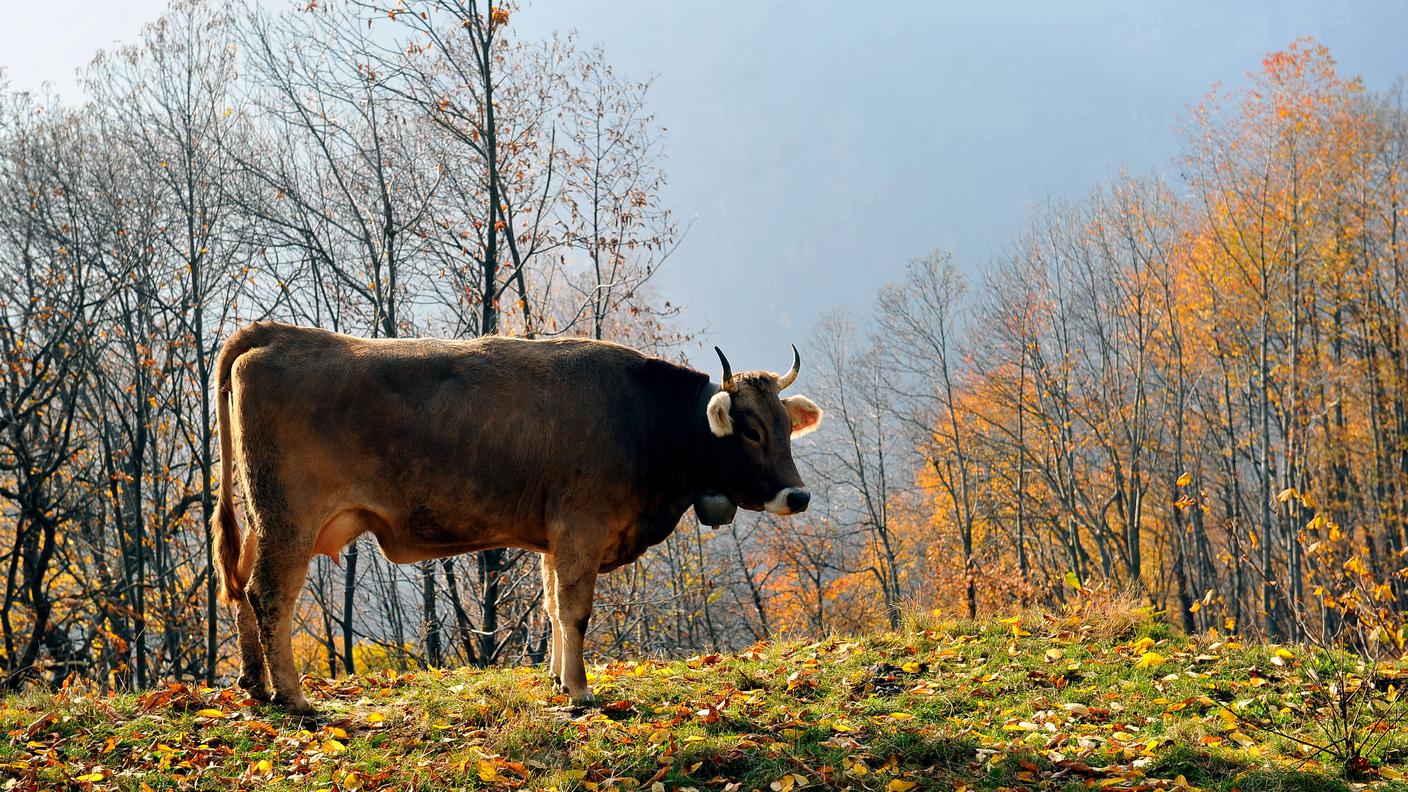 mucca autunno 22.12.2011 tp.jpg