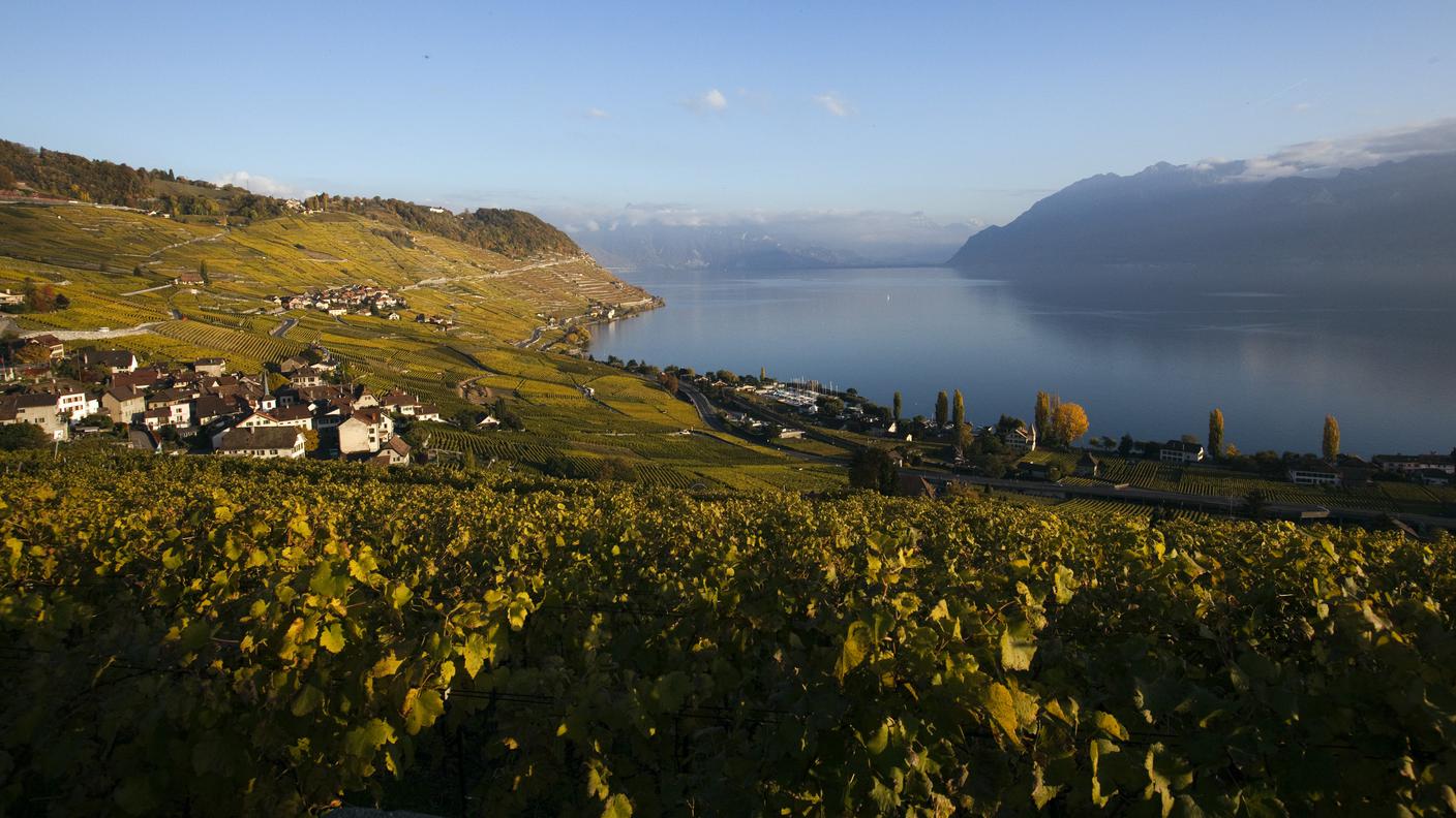 I celebri vigneti della regione di Lavaux