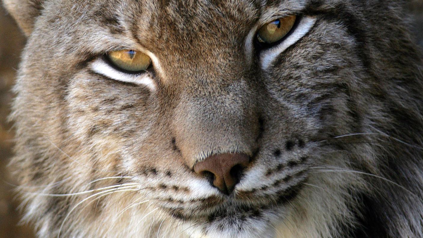 re_lince.jpg