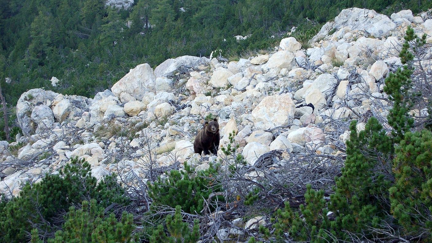 Ky_M13_orso_engadina.JPG