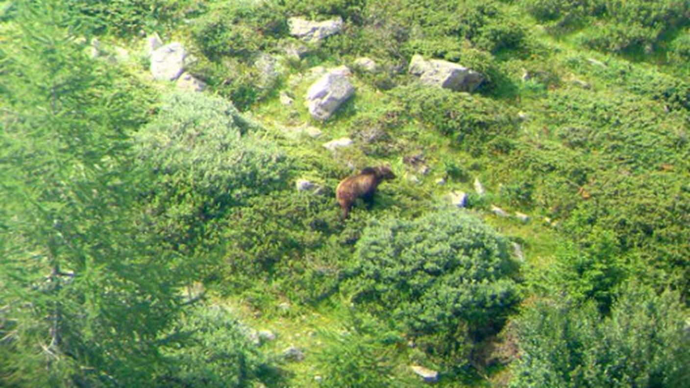 orso_M13_valposchiavo_1.jpg