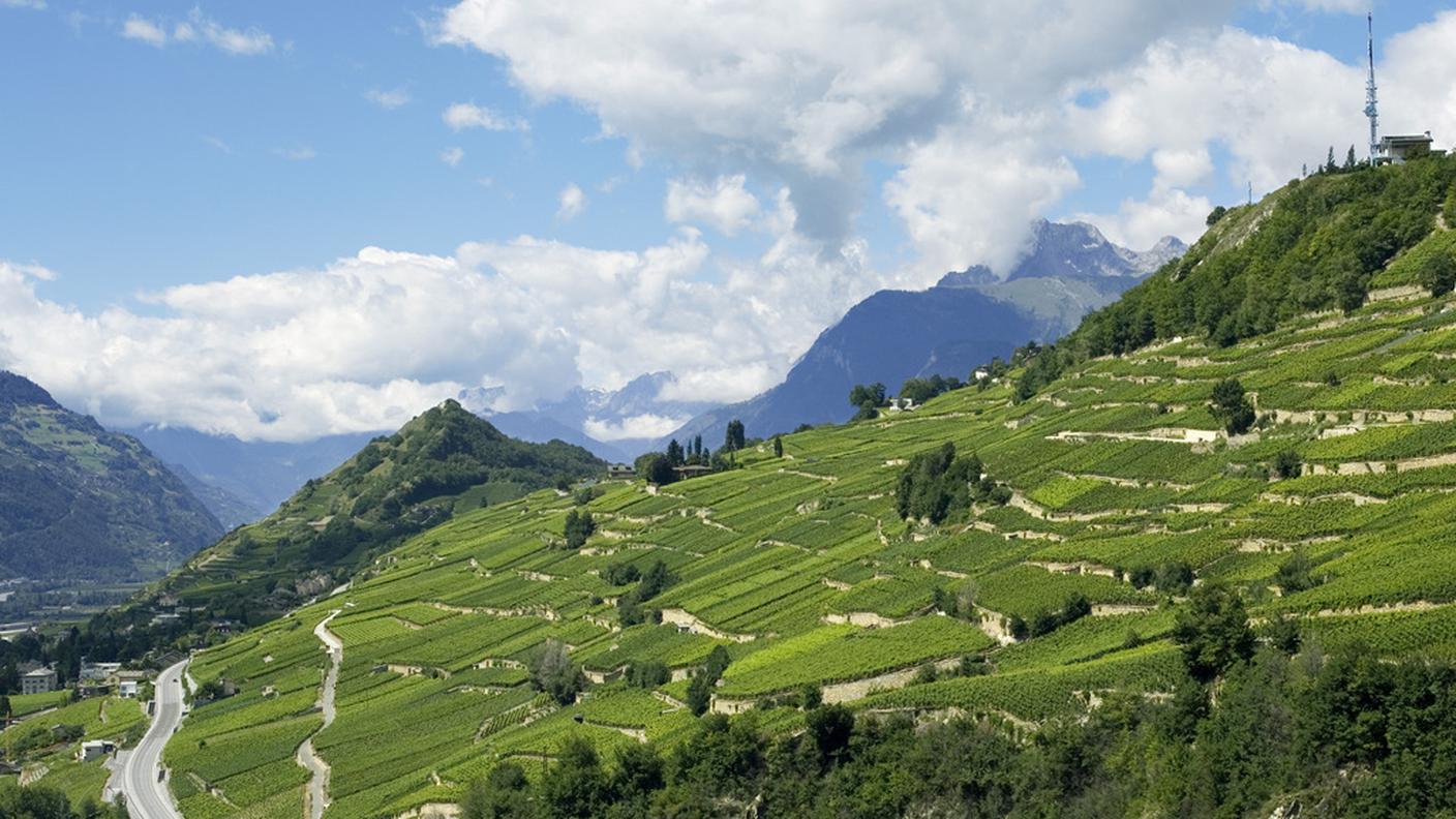 Gelosi, a giusto titolo, del loro patrimonio viti-vinicolo