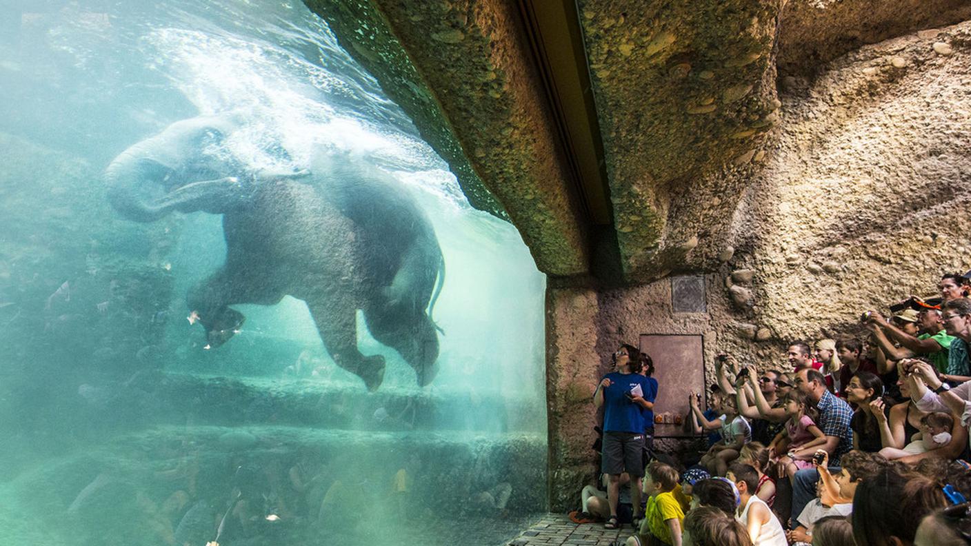 Presto anche per lei il contatto con l'acqua e il tuffo davanti al pubblico