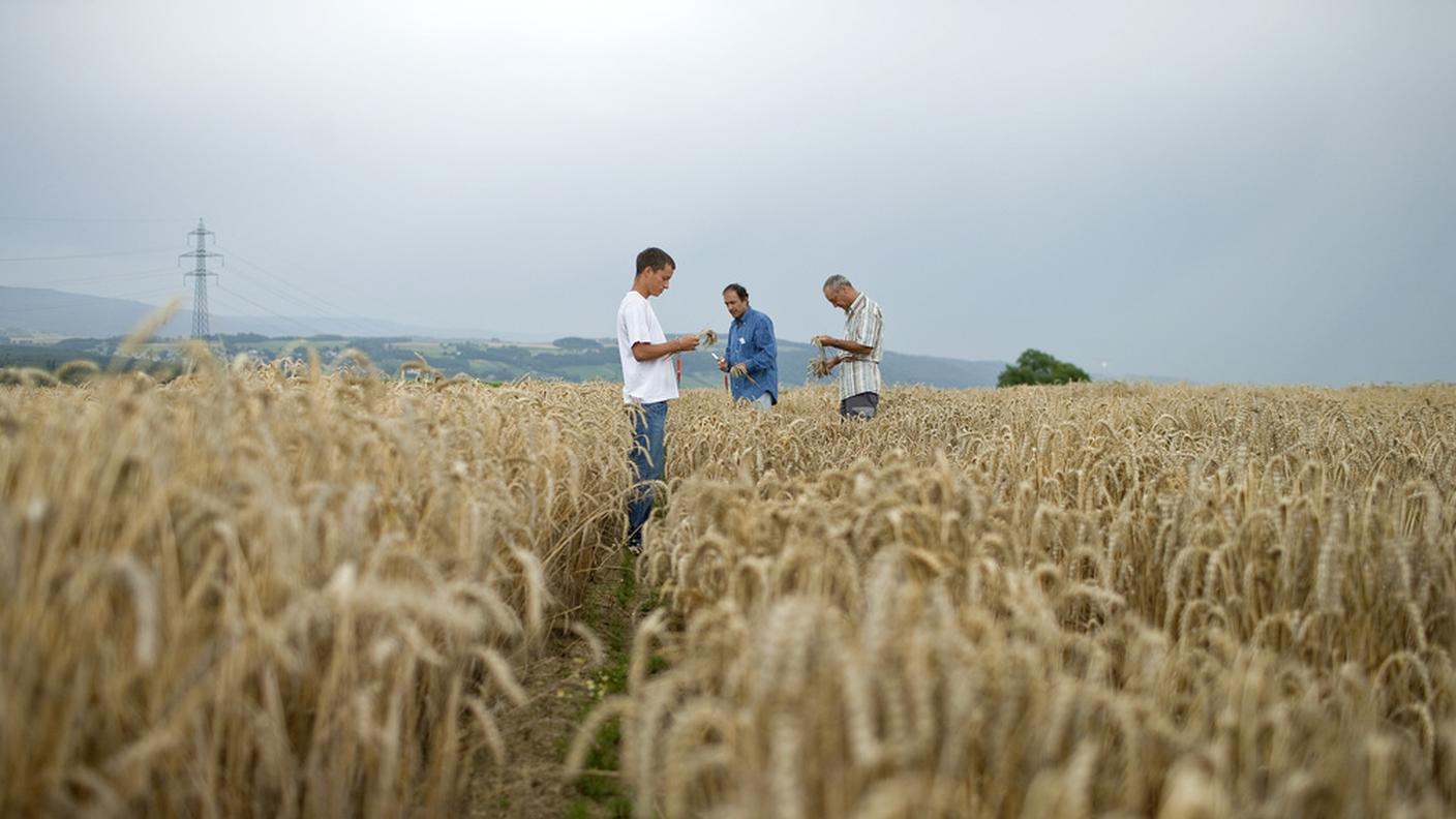 ky_agricoltura.JPG