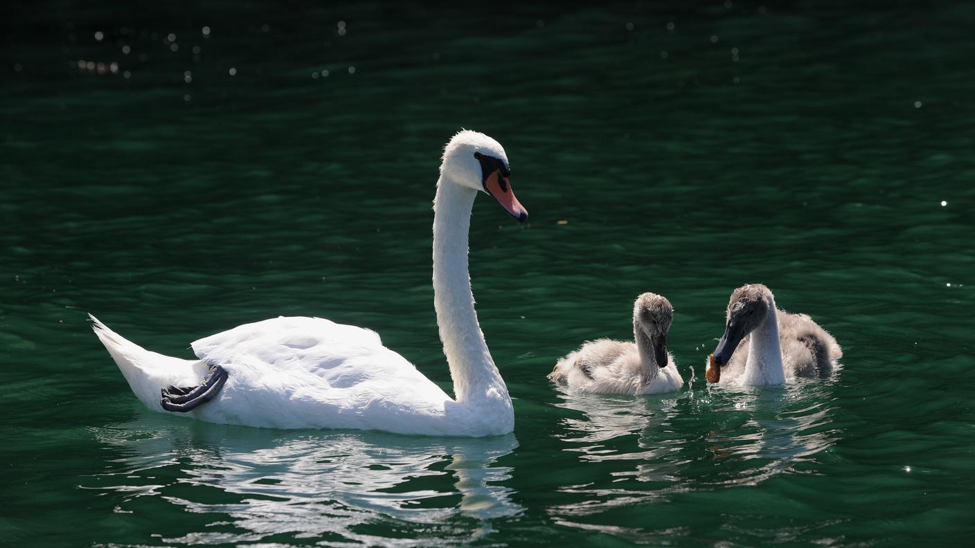 Un cigno con i piccoli