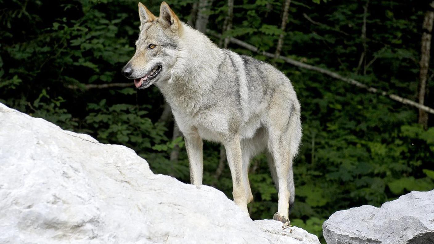 Attacco del lupo a pochi metri dalle abitazioni