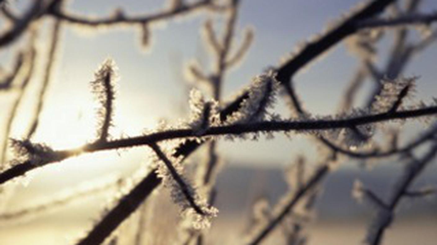 inverno_ghiaccio_albero_natura-b.jpg