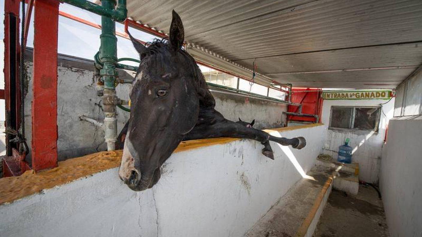 cavalli maltrattati 1 protezione animali zurigo.jpg