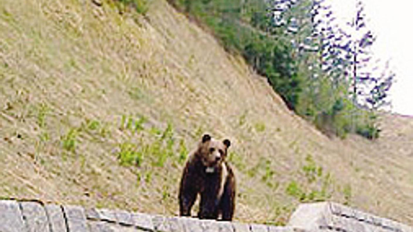 L'orso M25 fotografato a Zernez qualche tempo fa