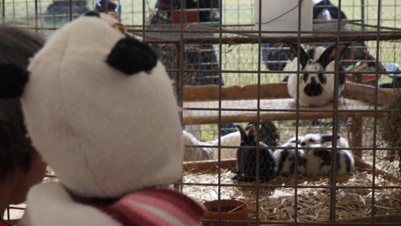 Gli animali fanno la gioia di tutti i bambini...