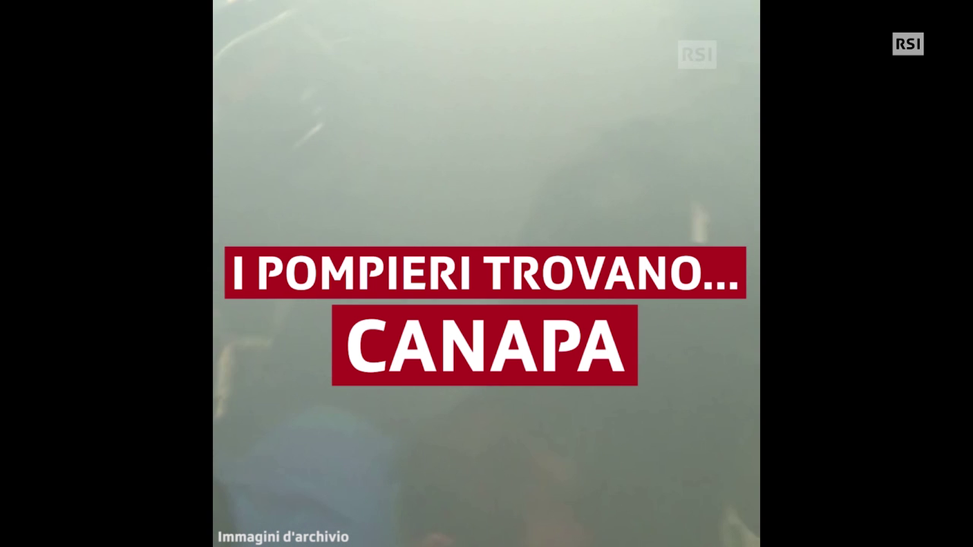 Allarmati per un possibile incendio a Vezia hanno trovato una piantagione di canapa