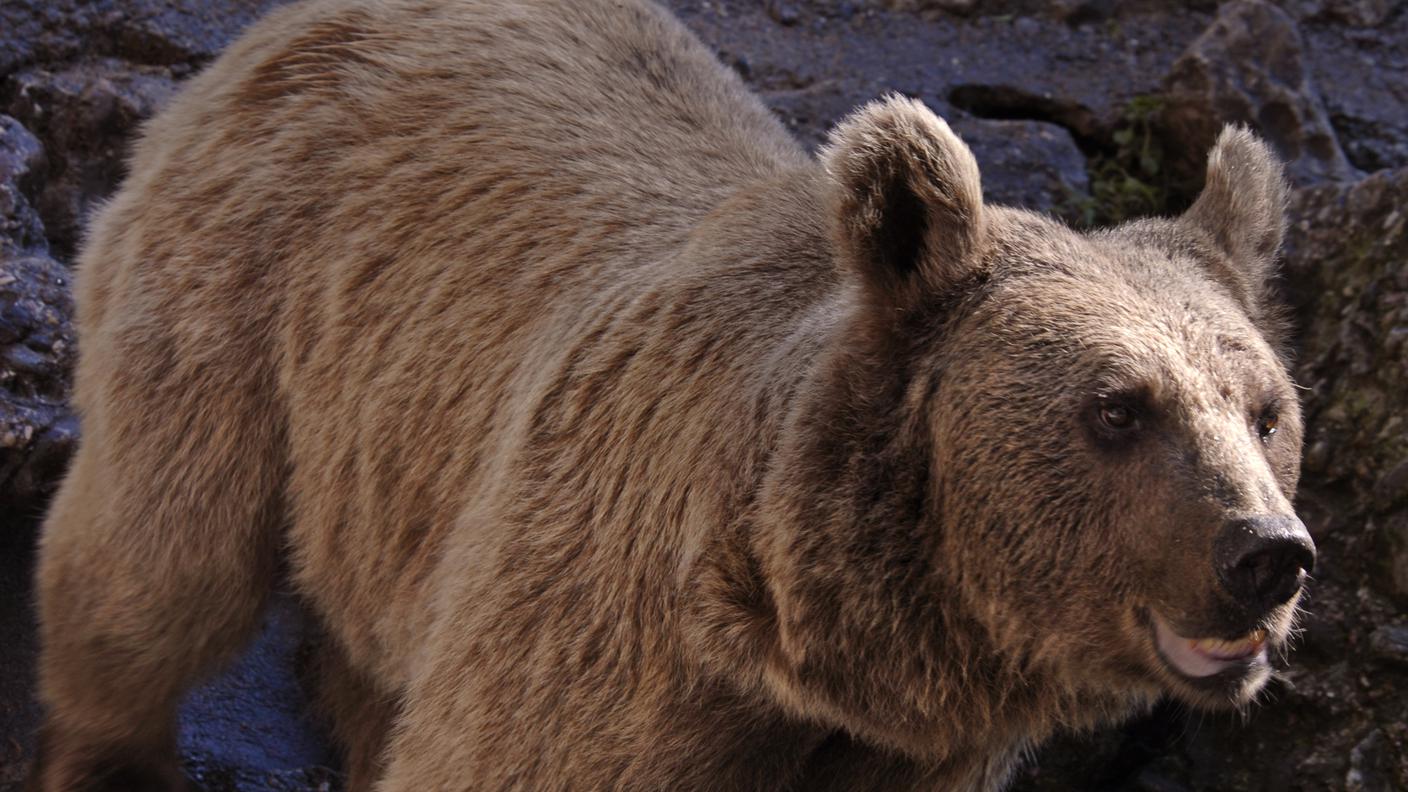 L'animale è stato avvistato a due riprese. Foto d'illustrazione
