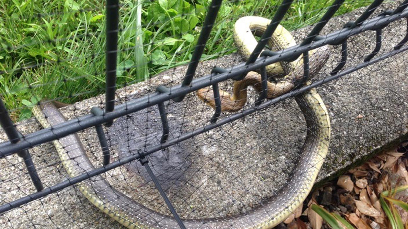 Cosi è apparso il rettile ai soccorritori