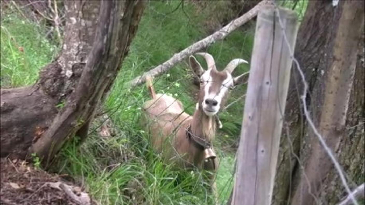 È ritornata sana e salva alla sua stalla