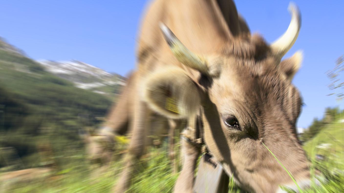 La coppia era accusata di aver omesso di prestare soccorso agli animali, poi deceduti