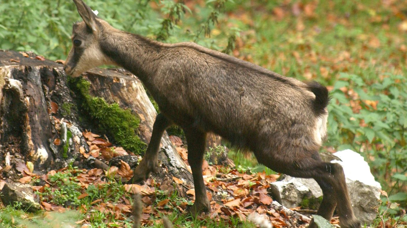 La caccia si apre, con alcune restrizioni