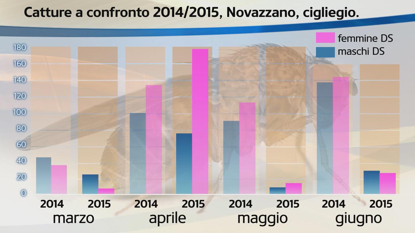 Il calo della presenza della drosophila è evidente