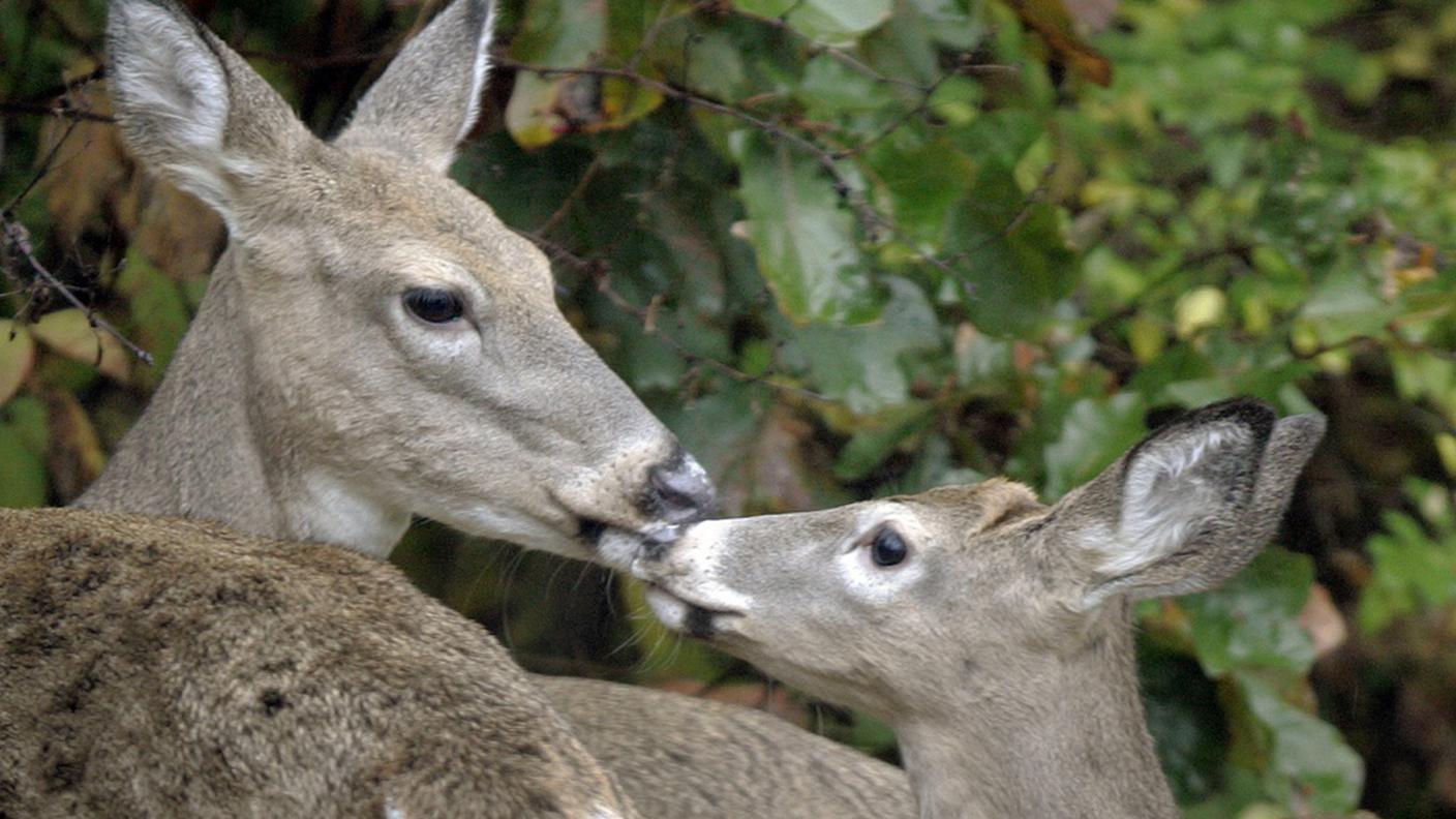 Ci sono sempre più vigneti e sempre meno spazio per gli animali