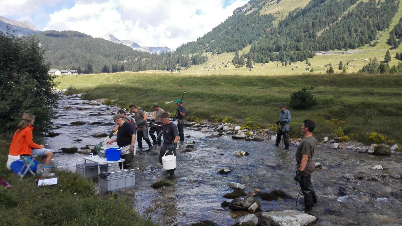 Sulla base dei dati si stabilirà la gestione della fauna ittica