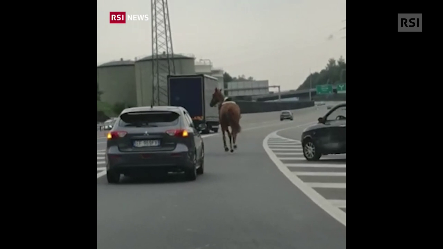 Un cavallo in autostrada