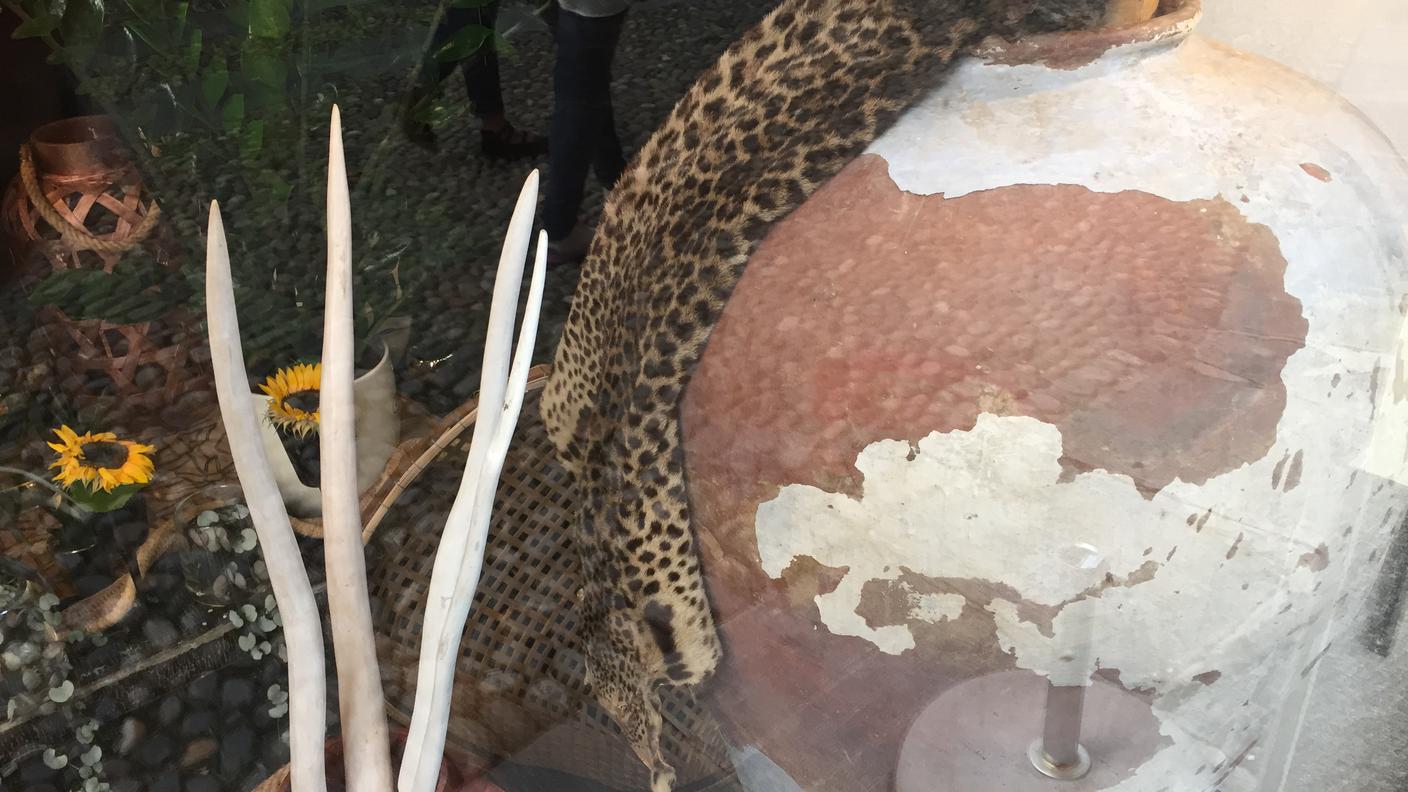 A volte le tracce del leopardo sono discrete