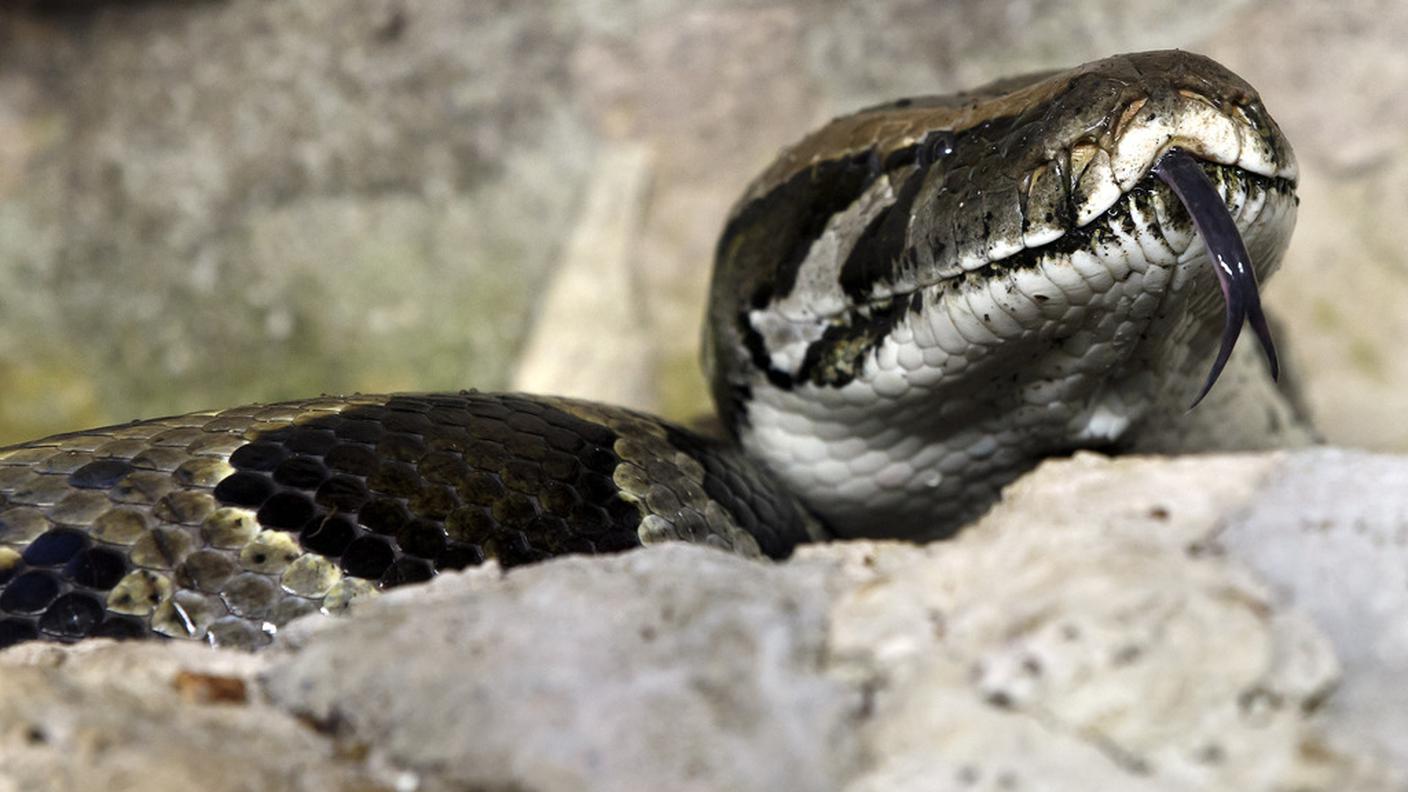 Un pitone allo zoo di Zurigo