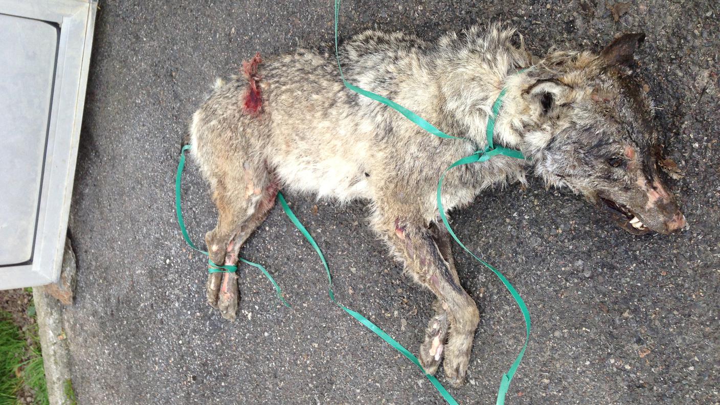 Si ritiene che l'animale sia morto a causa della collisione con un veicolo
