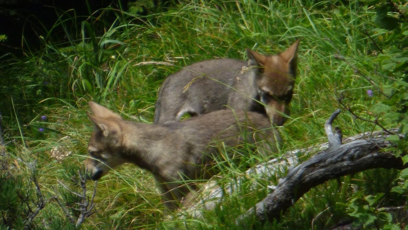 Due dei cuccioli fotografati