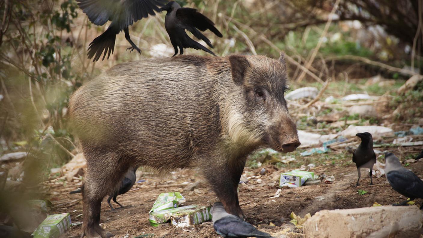 Circondare orti e superfici coltivate con recinzioni elettrificate e soprattutto mai e poi mai foraggiare la selvaggina: gli animali assumerebbero altrimenti comportamenti domestici