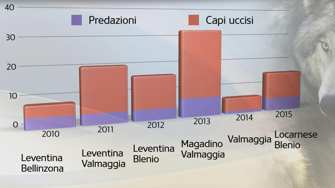 Predazioni e capi uccisi dal lupo in Ticino