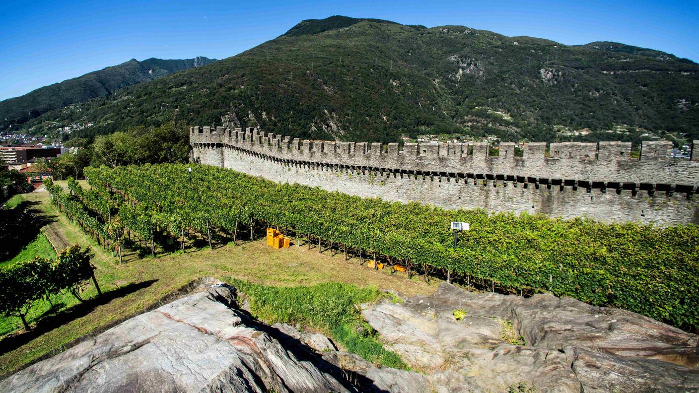 L'uva è di casa a Bellinzona, come lo confermano i vigneti di Castelgrande