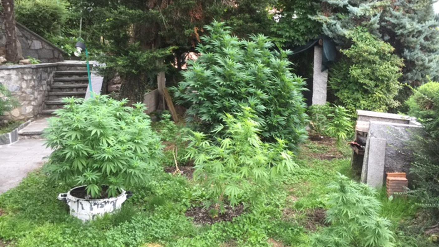 Quattordici piante nel giardino